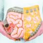 Why is the Colon Important to Health?