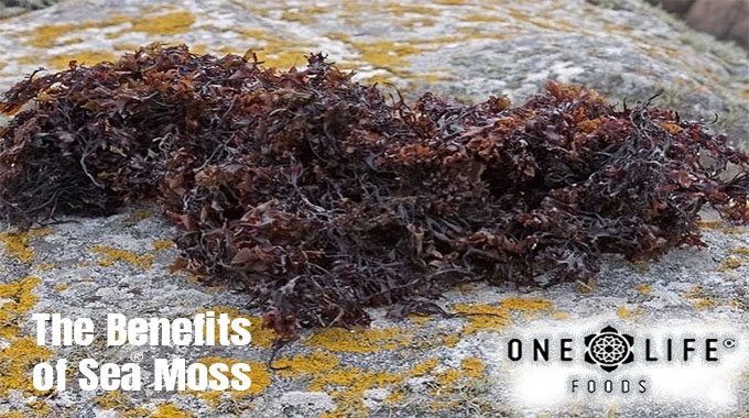 The Benefits of Sea Moss